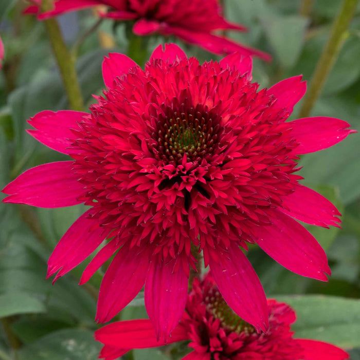 Echinacea 'Sunny Days Ruby'