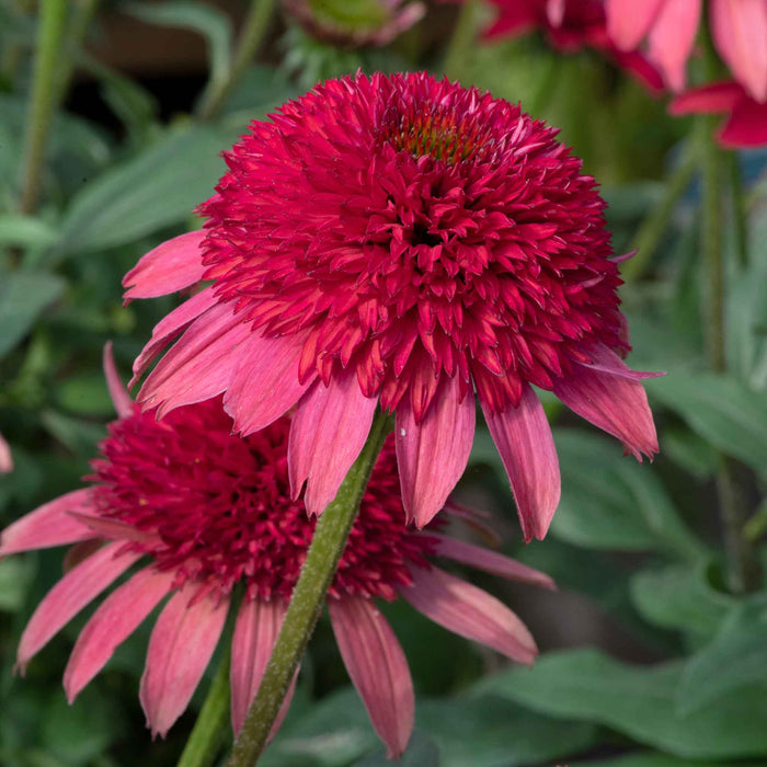 Echinacea 'Sunny Days Ruby'