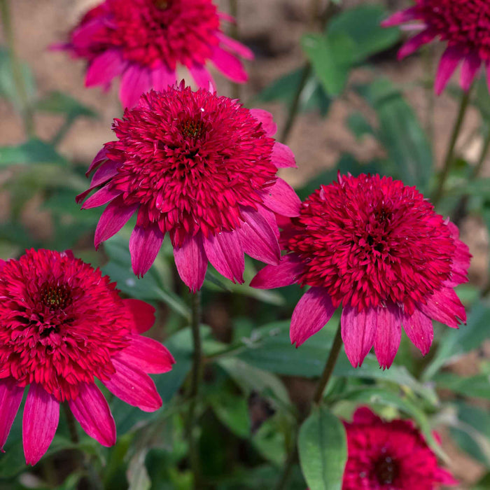Echinacea 'Sunny Days Ruby'