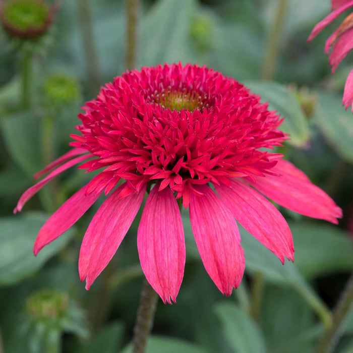 Echinacea 'Sunny Days Ruby'