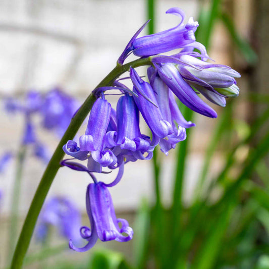 English Bluebell Bulbs