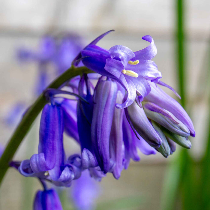 English Bluebell Bulbs