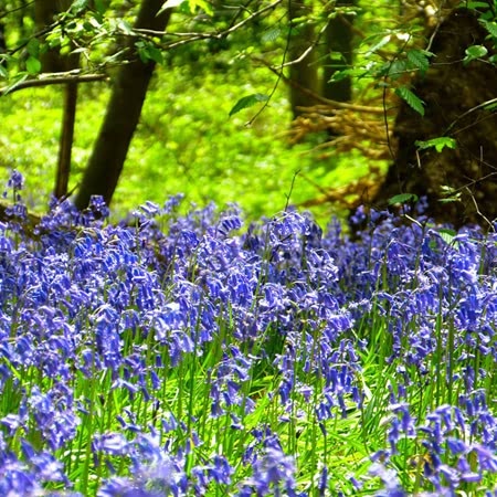 Hyacinthoides non-scripta (English Bluebell) - 250 Bulbs