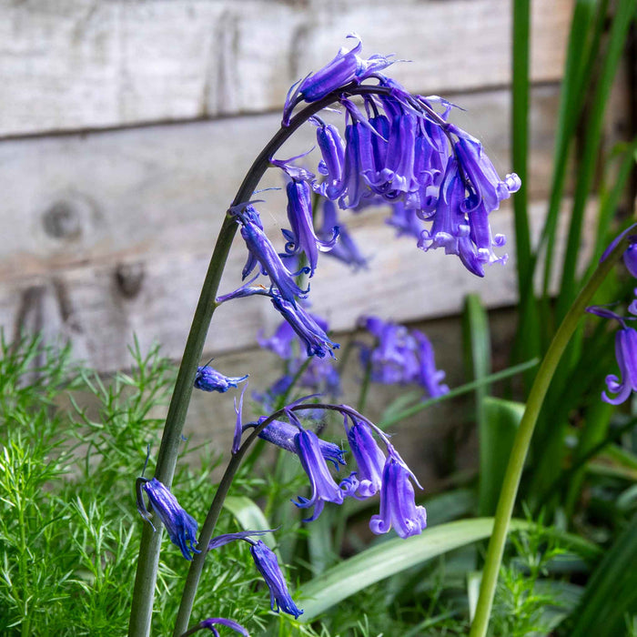 English Bluebell Bulbs
