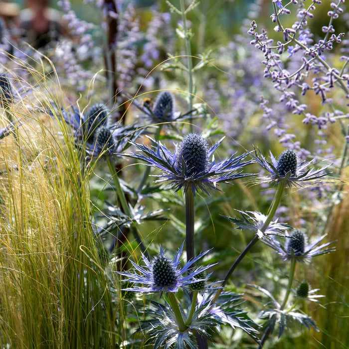 Eryngium 'Big Blue'