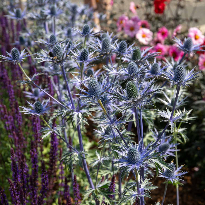 Eryngium 'Big Blue'