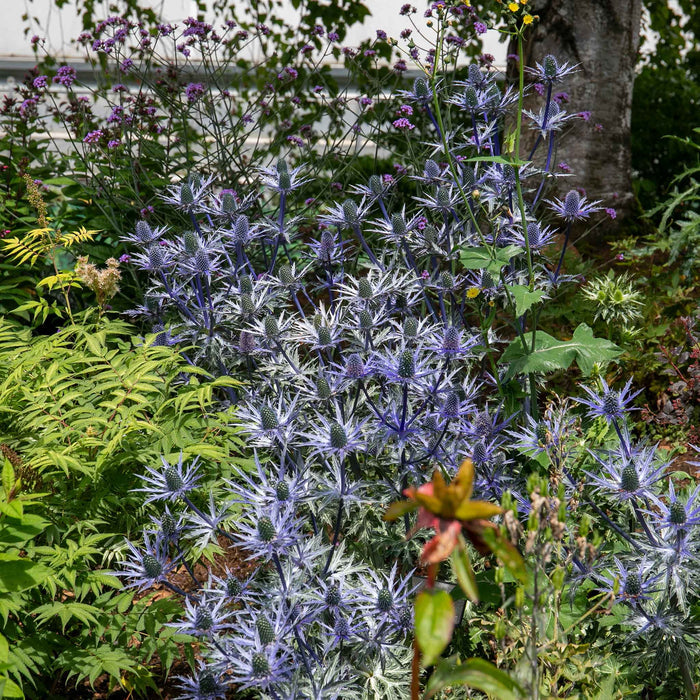 Eryngium 'Big Blue'