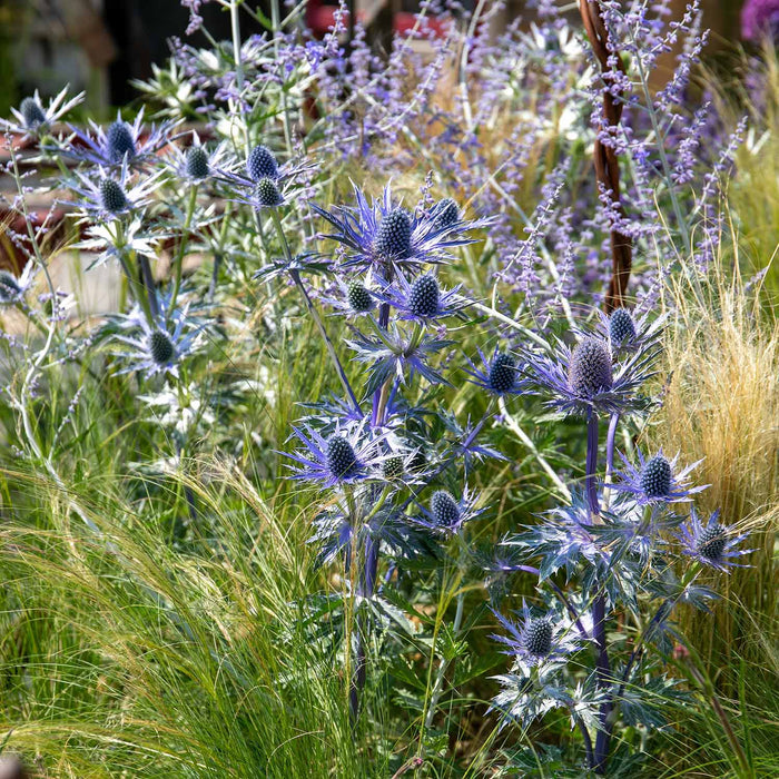 Eryngium 'Big Blue'