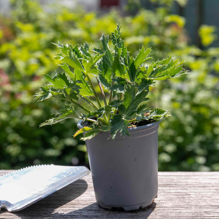 Eryngium 'Big Blue'