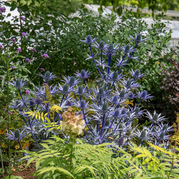 Eryngium 'Big Blue'