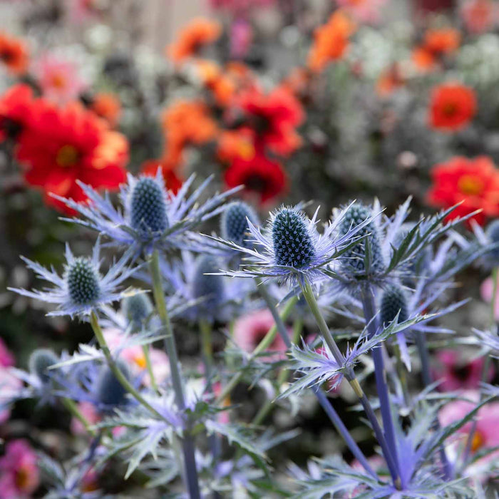 Eryngium 'Big Blue'