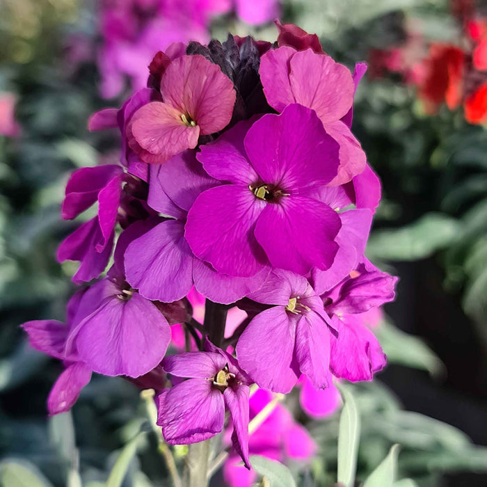 Erysimum 'Colour Vibe Purple'