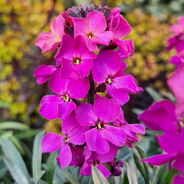Erysimum 'Colour Vibe Purple'