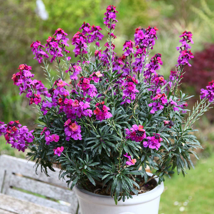 Erysimum 'Colour Vibe Purple'