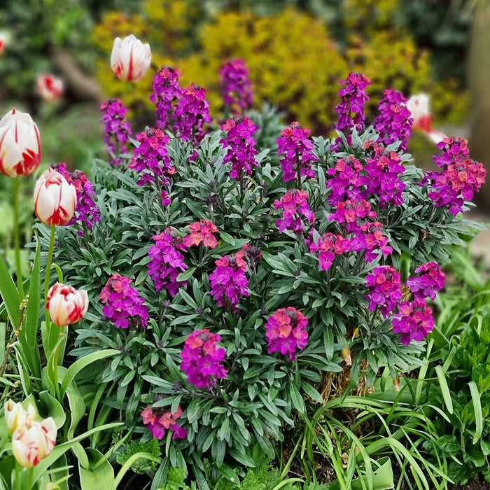 Erysimum 'Colour Vibe Purple'