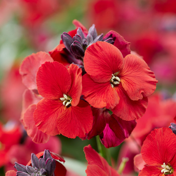 Erysimum 'Colour Vibe Red'