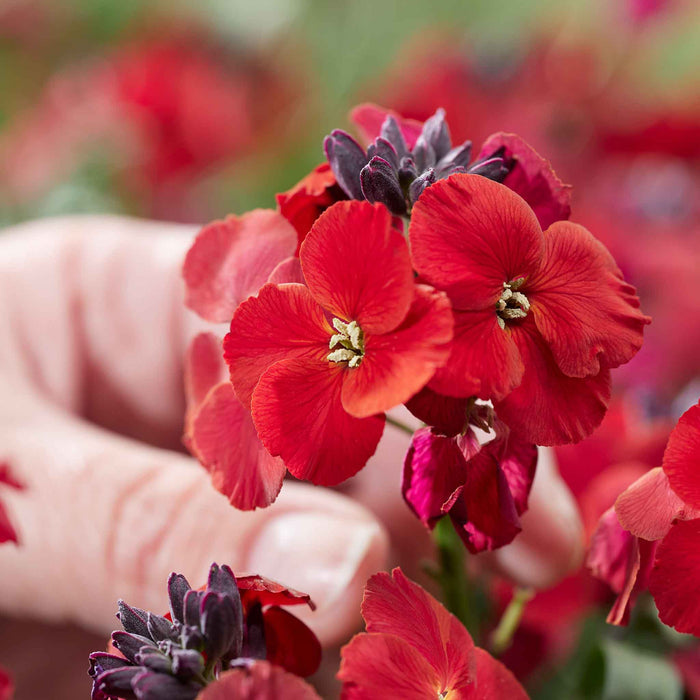 Erysimum 'Colour Vibe Red'