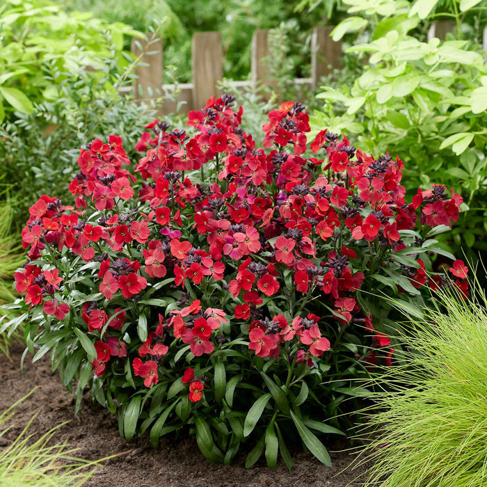 Erysimum 'Colour Vibe Red'