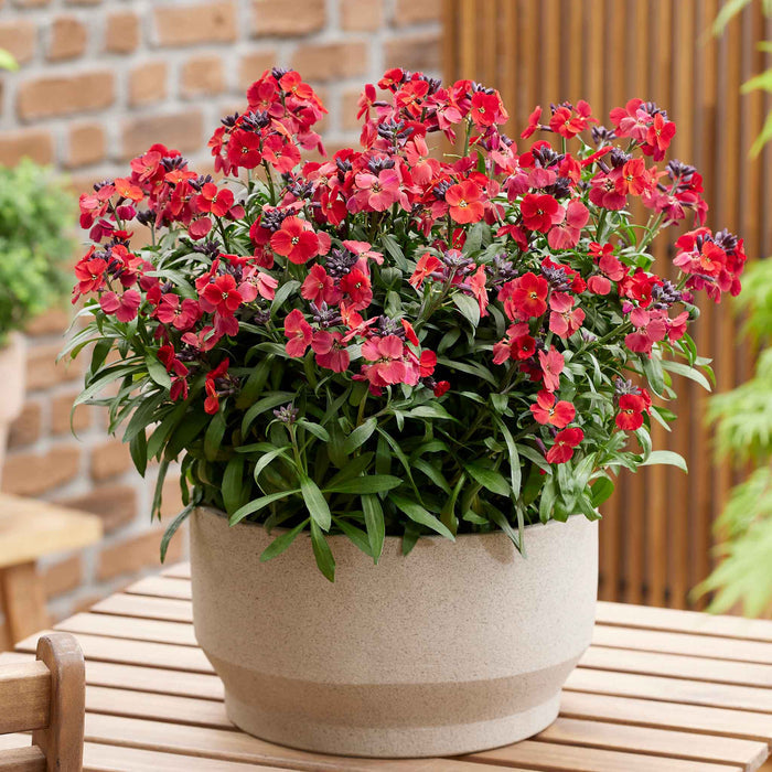 Erysimum 'Colour Vibe Red'