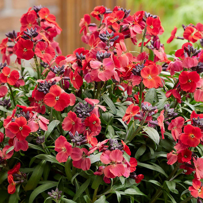 Erysimum 'Colour Vibe Red'