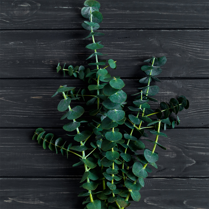 Eucalyptus Essential Oil 80/85 142