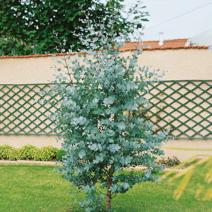 Eucalyptus 'Gunnii'