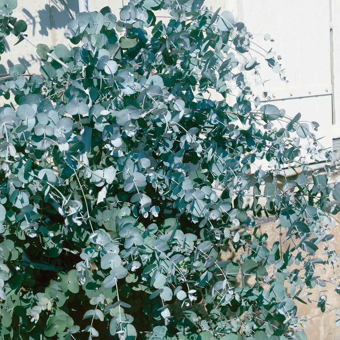 Eucalyptus 'Gunnii'