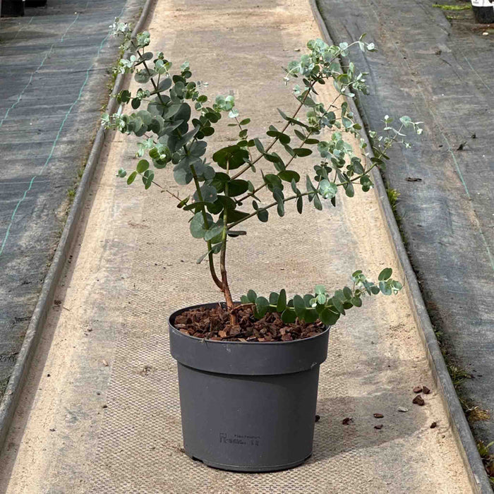 Eucalyptus 2 Ltr Pot