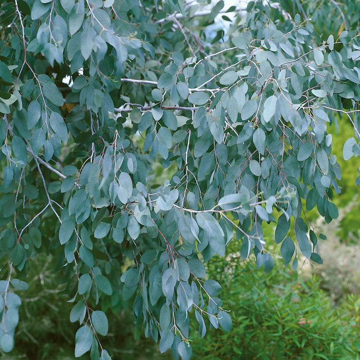 Eucalyptus 'Gunnii'