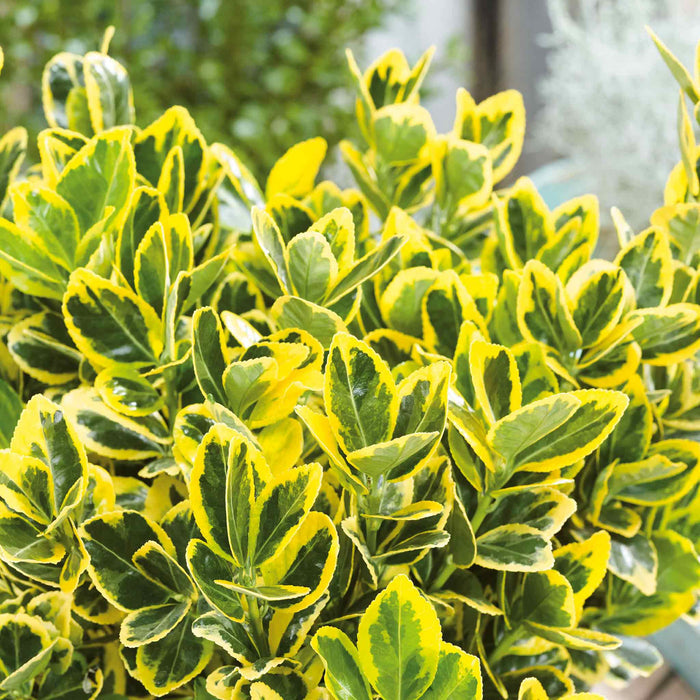 Euonymus 'Aureus'