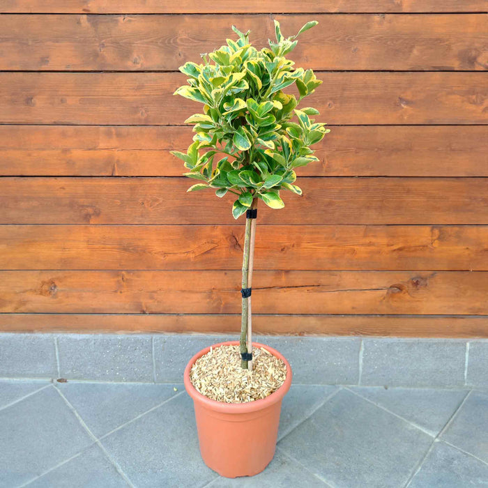 Euonymus 'Aureus'