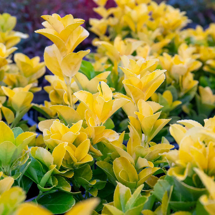 Euonymus Japonicus 'El Dorado'