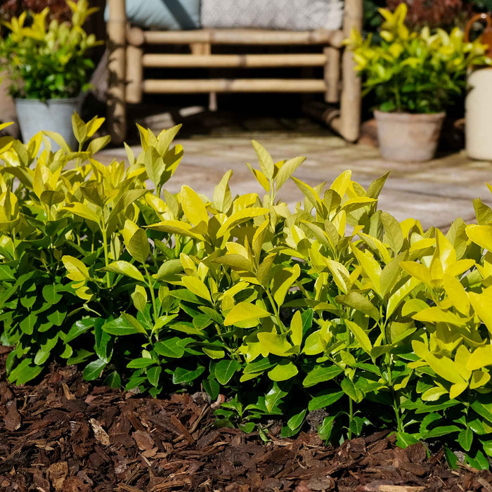 Euonymus Japonicus 'El Dorado'