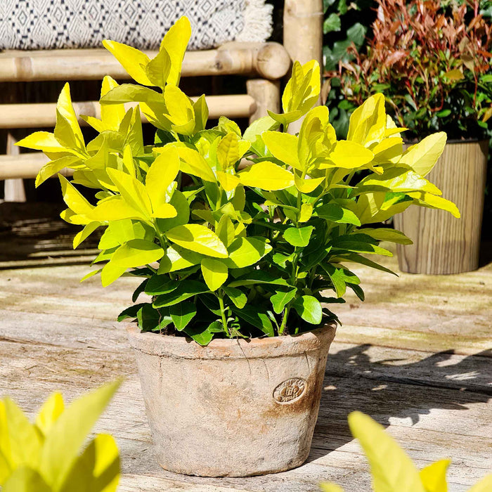 Euonymus Japonicus 'El Dorado'