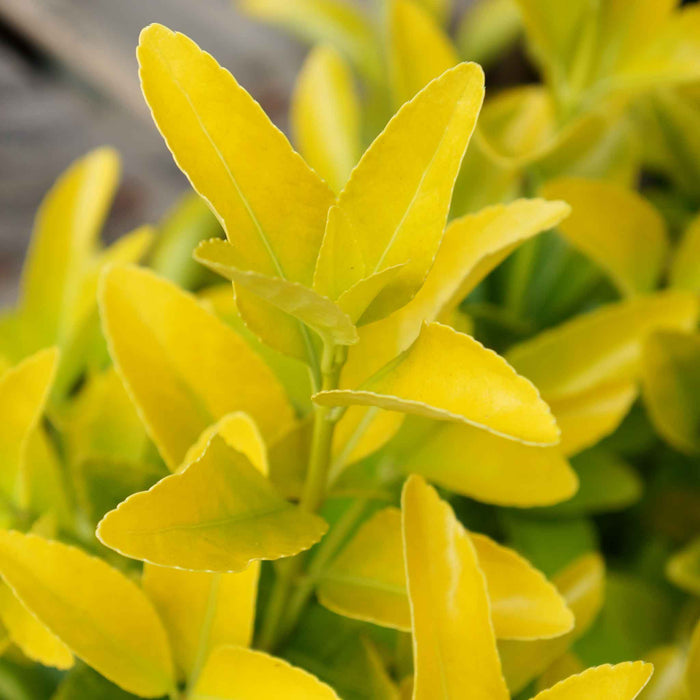 Euonymus Japonicus 'El Dorado'