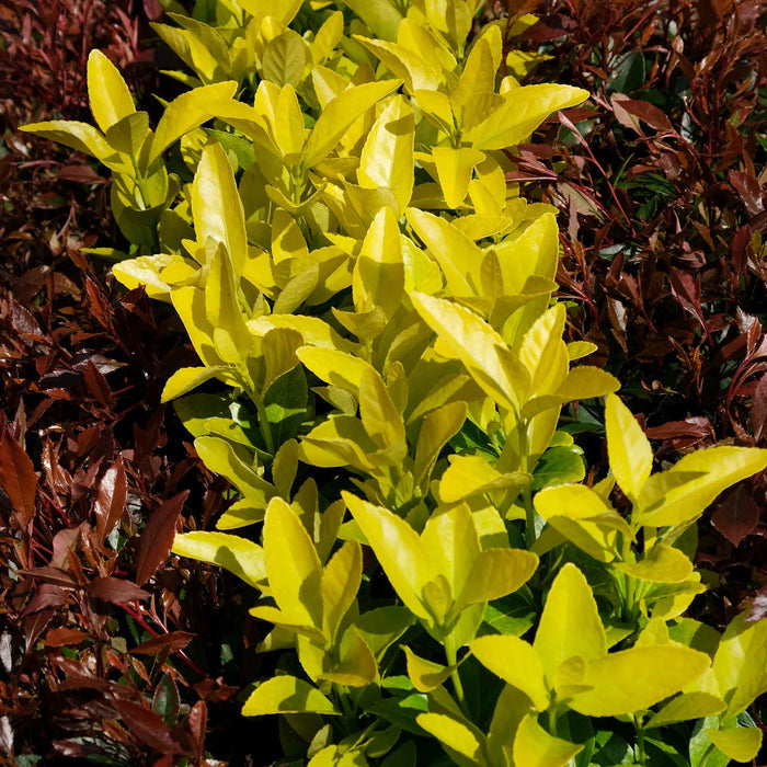 Euonymus Japonicus 'El Dorado'