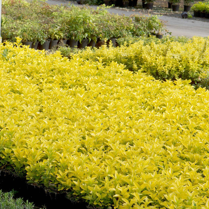 Euonymus Japonicus 'El Dorado'