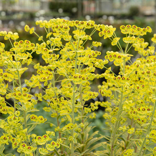 Euphorbia 'Martinii Ascot Rainbow'