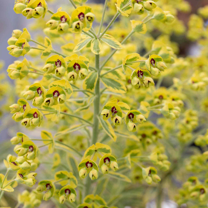 Euphorbia 'Martinii Ascot Rainbow'