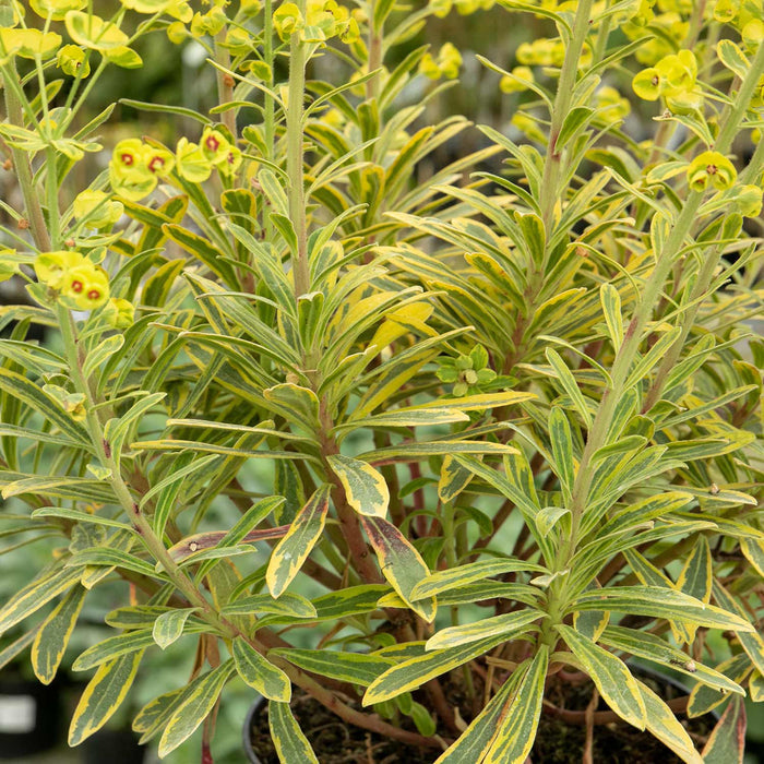 Euphorbia 'Martinii Ascot Rainbow'