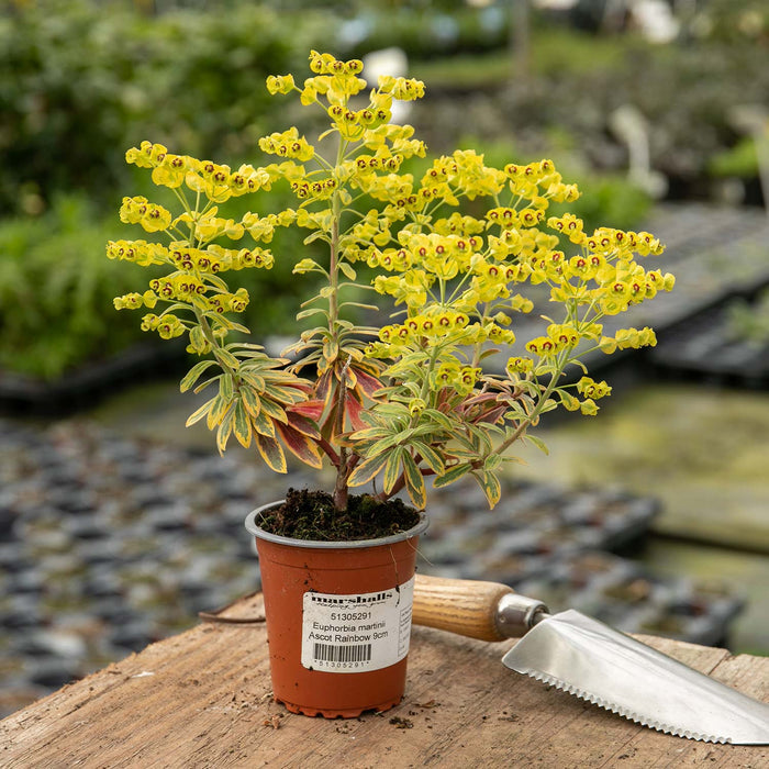 Euphorbia 'Martinii Ascot Rainbow'