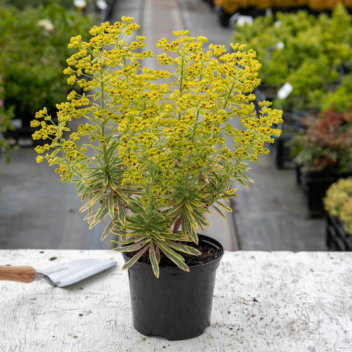 Euphorbia 'Martinii Ascot Rainbow'