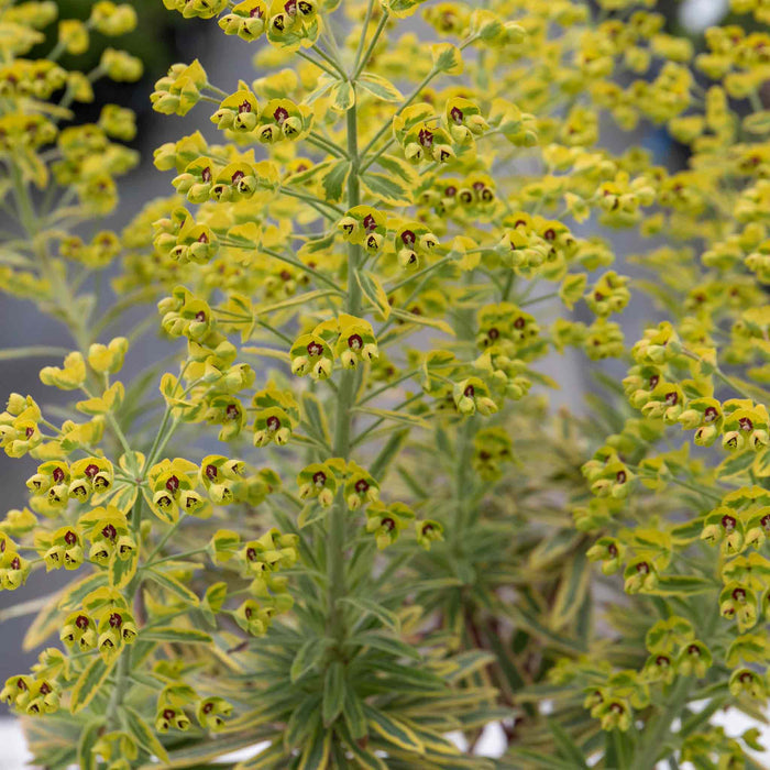 Euphorbia 'Martinii Ascot Rainbow'