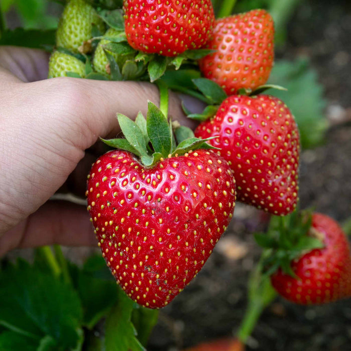 Everbearing Strawberry 'Favori'