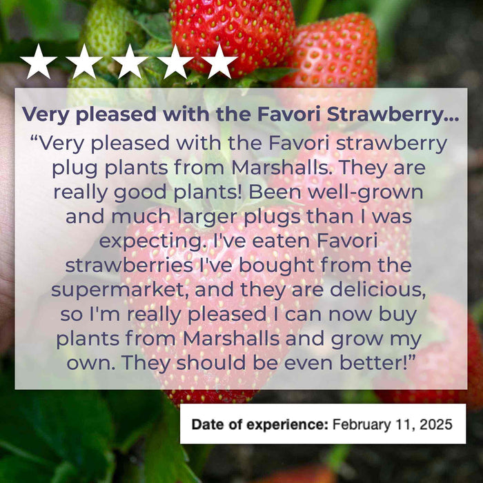 Everbearing Strawberry 'Favori'