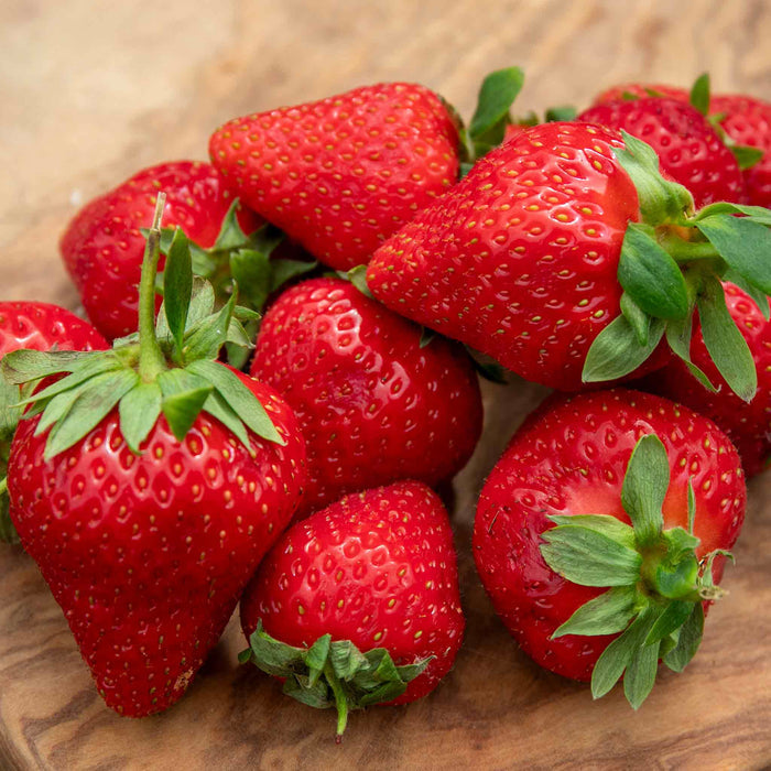 Everbearing Strawberry 'Favori'