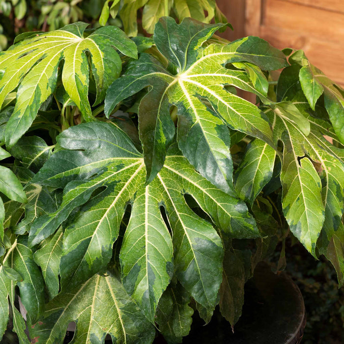 Fatsia 'Camourflage'