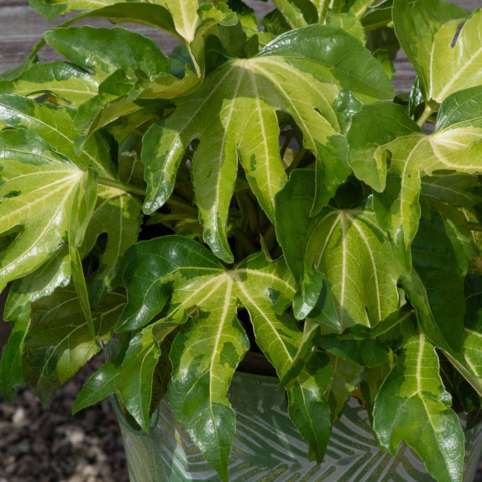 Fatsia 'Camourflage'