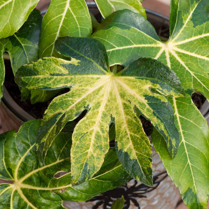 Fatsia 'Camourflage'