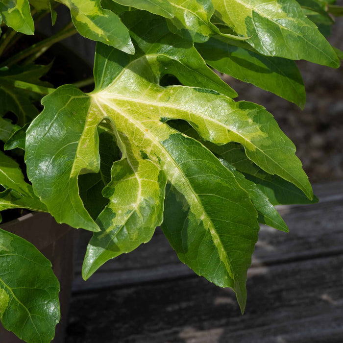 Fatsia 'Camourflage'